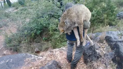 Rescate lobo Rescate lobo