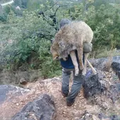 Rescate lobo Rescate lobo