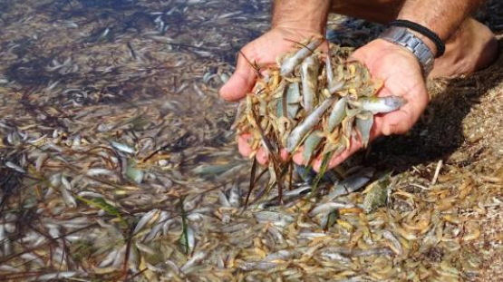 Archivada la denuncia de López Miras contra el Gobierno de España por inacción en el Mar Menor Archivada la denuncia de López Miras contra el Gobierno de España por inacción en el Mar Menor