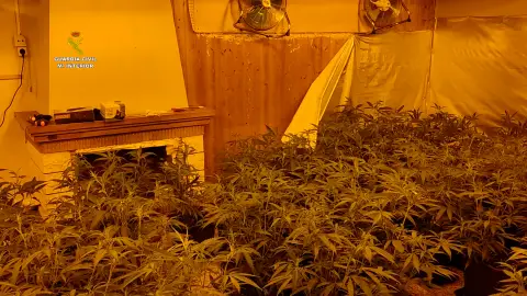 Una de las plantaciones de marihuana Una de las plantaciones de marihuana