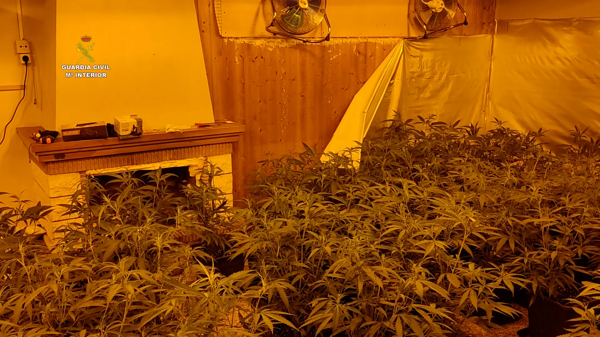 Una de las plantaciones de marihuana Una de las plantaciones de marihuana