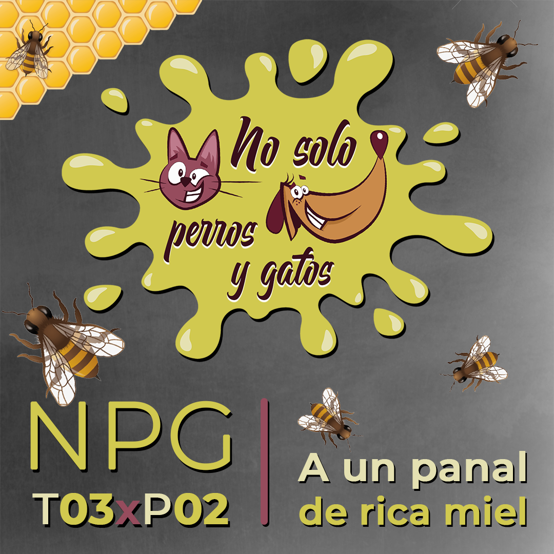 No Solo Perros y Gatos T03xE02: A un panal de rica miel No Solo Perros y Gatos T03xE02: A un panal de rica miel