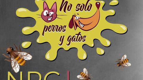 No Solo Perros y Gatos T03xE02: A un panal de rica miel
