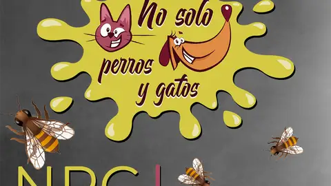 No Solo Perros y Gatos T03xE02: A un panal de rica miel No Solo Perros y Gatos T03xE02: A un panal de rica miel