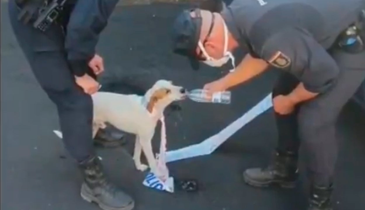 La Policía Nacional rescata a Nemo, un perro perdido en La Palma tras la erupción La Policía Nacional rescata a Nemo, un perro perdido en La Palma tras la erupción