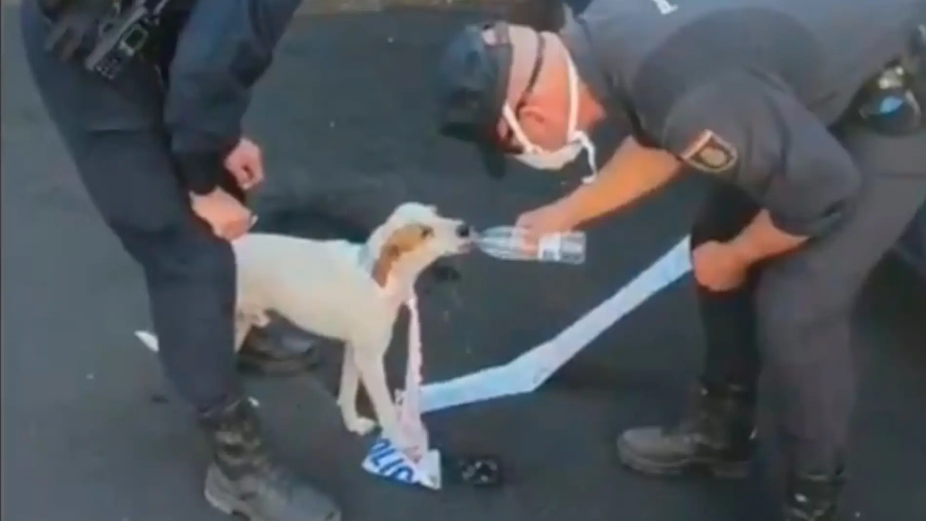 La Policía Nacional rescata a Nemo, un perro perdido en La Palma tras la erupción