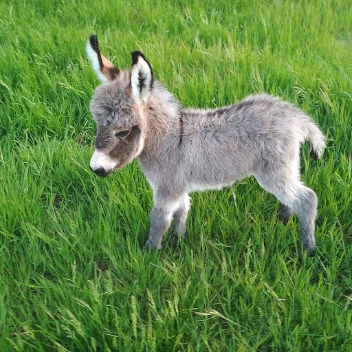 Los cuidados de un burro enano Los cuidados de un burro enano