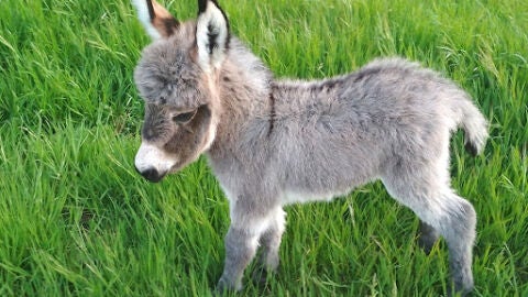 Burro enano