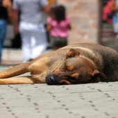 Condenado a dieciséis meses de cárcel por matar a un perro a bocajarro Condenado a dieciséis meses de cárcel por matar a un perro a bocajarro
