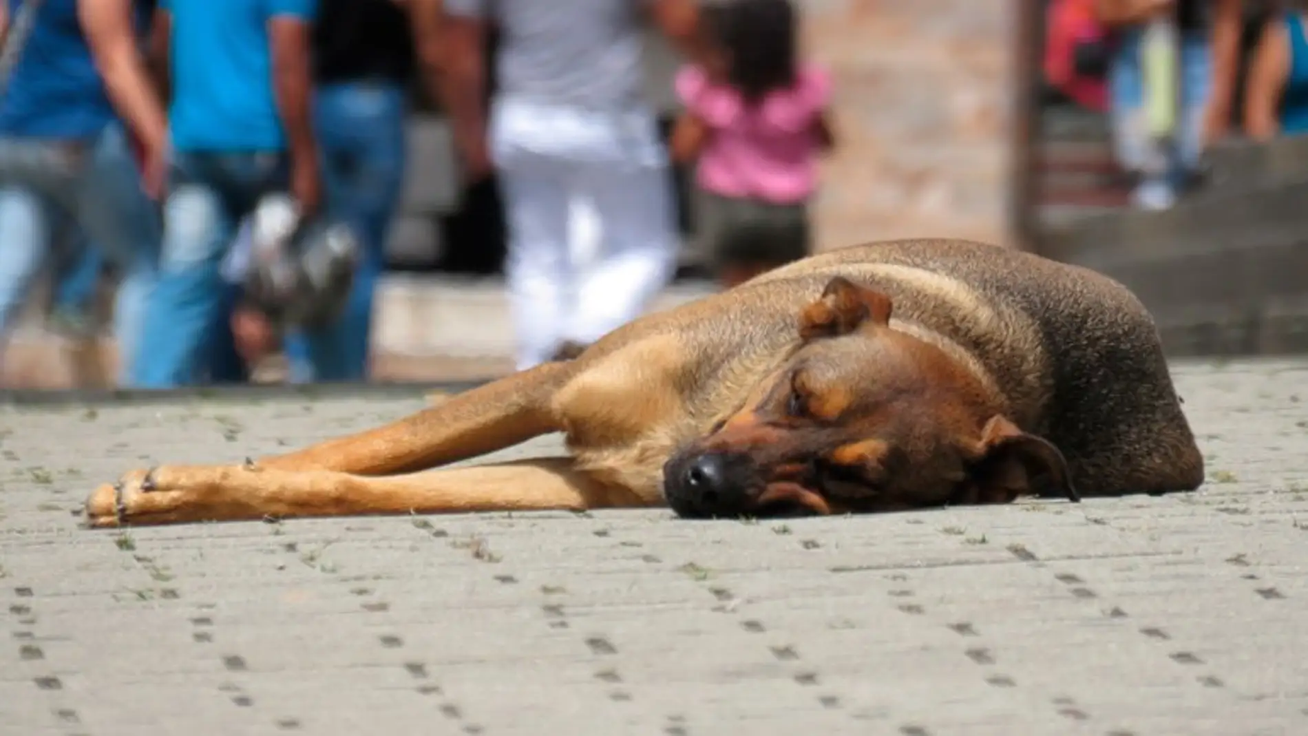 Condenado a dieciséis meses de cárcel por matar a un perro a bocajarro