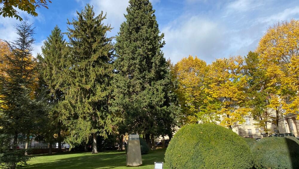 Abeto y ciprés junto a un castaño de indias