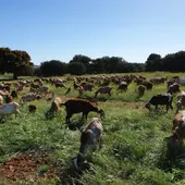 Cabras pastando. Valdepeñas Cabras pastando. Valdepeñas