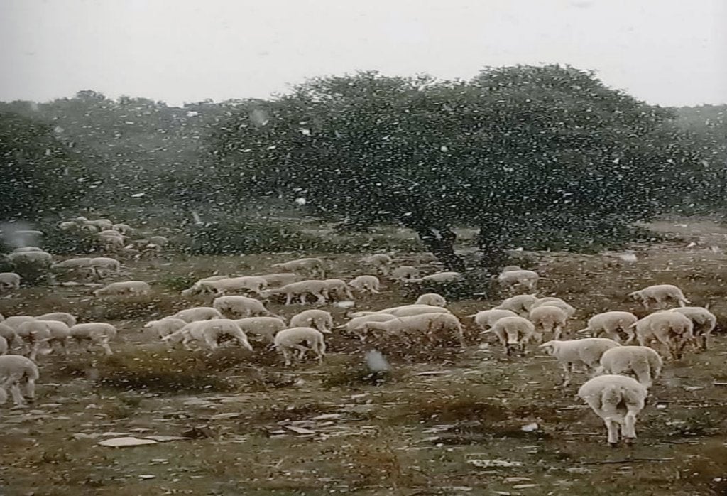 Primeras nevadas en la provincia de Albacete Primeras nevadas en la provincia de Albacete