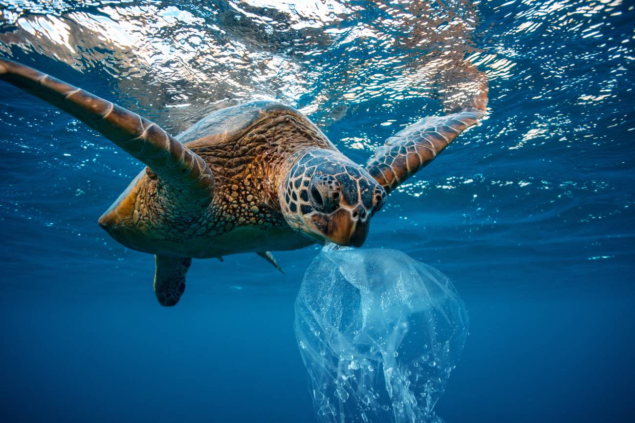 El Oceanogràfic organiza el I Concurso de Fotografía Submarina con premios de hasta 7.000 euros El Oceanogràfic organiza el I Concurso de Fotografía Submarina con premios de hasta 7.000 euros