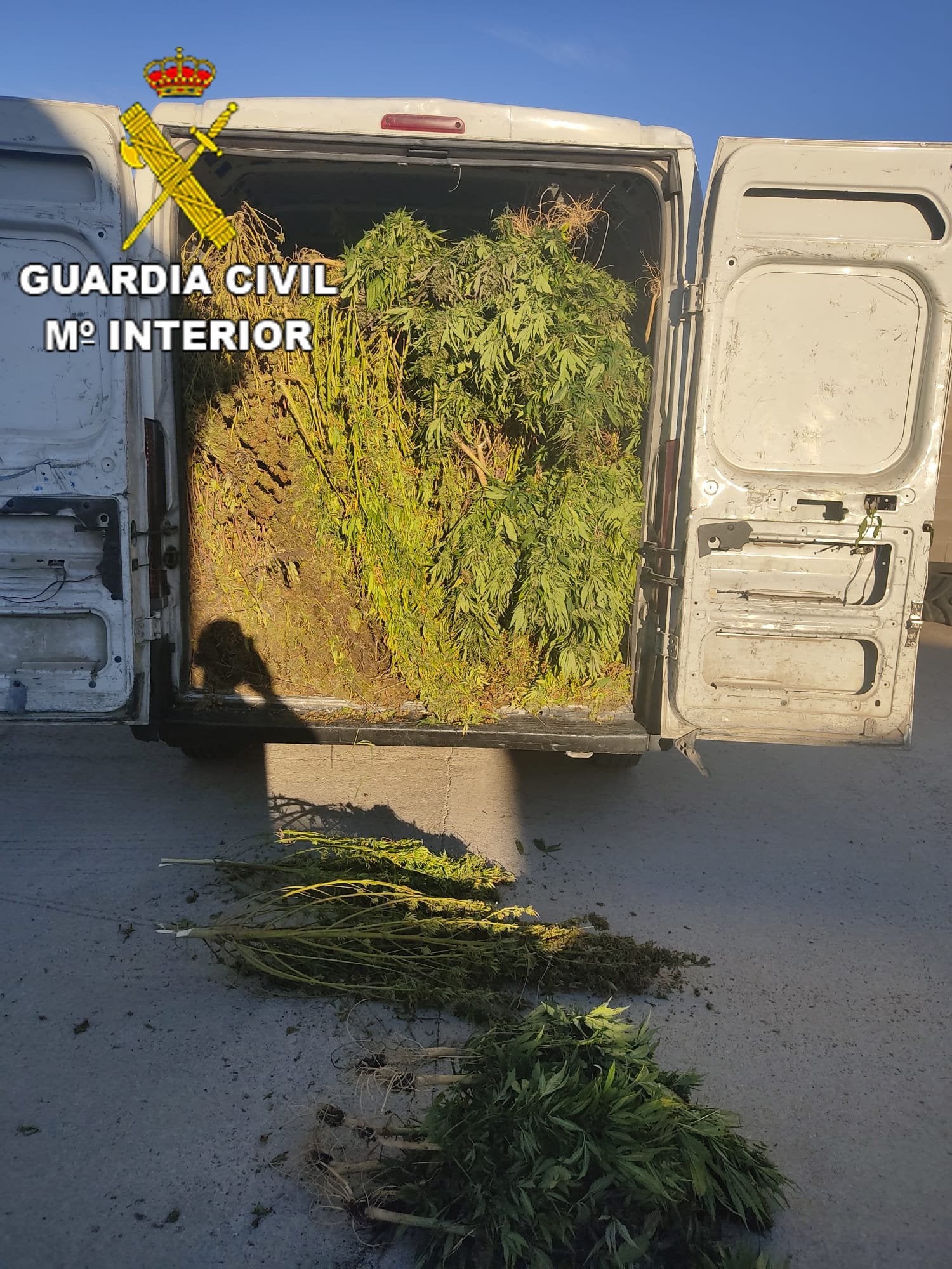 La Guardia Civil detiene a dos personas que viajaban con 840 kilos en plantas de marihuana en Alcaudete de la Jara La Guardia Civil detiene a dos personas que viajaban con 840 kilos en plantas de marihuana en Alcaudete de la Jara