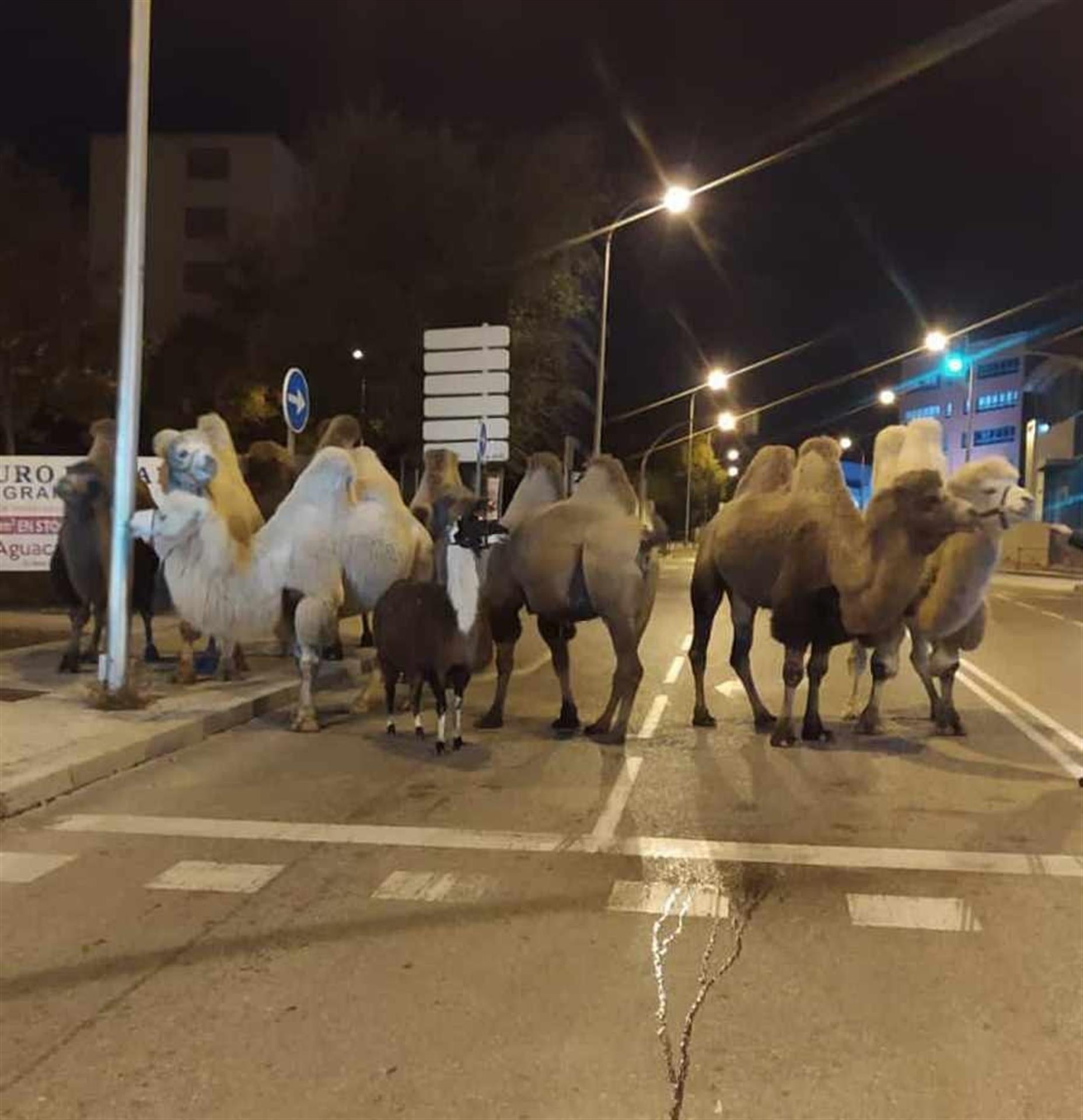 Mesa de redacción: Camellos y una llama, a la fuga Mesa de redacción: Camellos y una llama, a la fuga