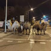 Ocho camellos y una llama que transitaban por una calle del barrio madrileño de Carabanchel
