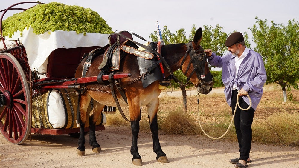 Los vinos DO La Mancha ensalzan sus raíces de pasado vinícola Los vinos DO La Mancha ensalzan sus raíces de pasado vinícola