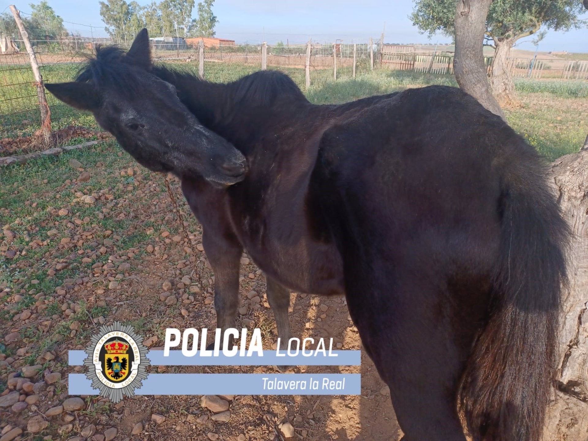Denuncian a un vecino de Talavera la Real por abandonar una yegua que deambulaba por la localidad Denuncian a un vecino de Talavera la Real por abandonar una yegua que deambulaba por la localidad
