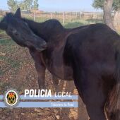 Denuncian a un vecino de Talavera la Real por abandonar una yegua que deambulaba por la localidad