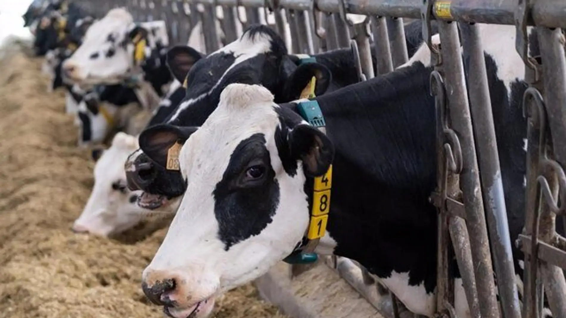 O BNG exixe á Xunta a creación dun Foro coa industria, para fixar prezos do leite