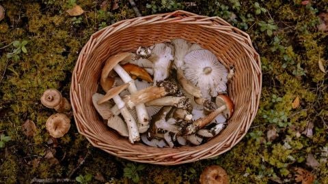 Una cesta con setas reci&eacute;n cogidas del campo
