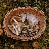 Una cesta con setas recién cogidas del campo Una cesta con setas recién cogidas del campo
