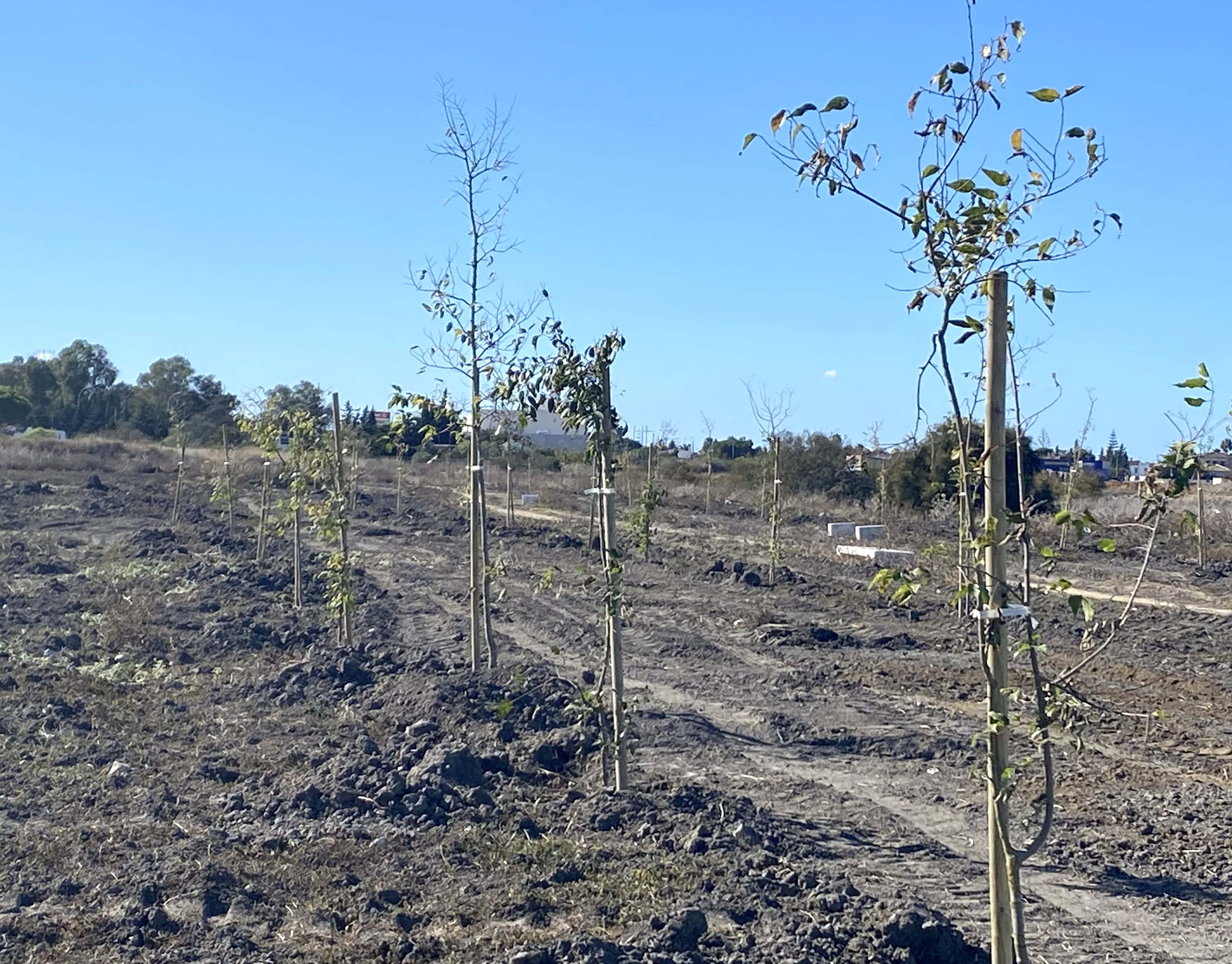 200 nuevos árboles para el parque de la laguna de la Rana Verde de Chiclana 200 nuevos árboles para el parque de la laguna de la Rana Verde de Chiclana