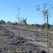 La plantación ya ha comenzado en diversas zonas de Chiclana La plantación ya ha comenzado en diversas zonas de Chiclana