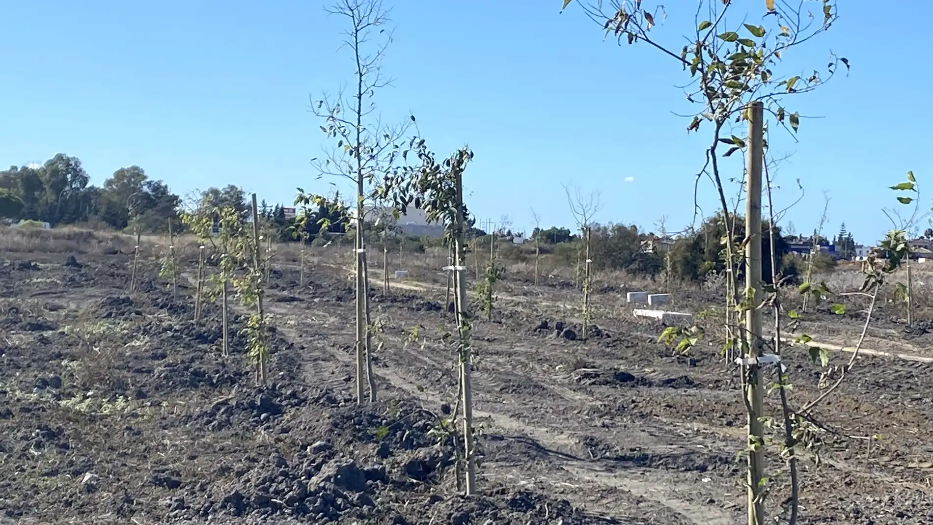 La plantación ya ha comenzado en diversas zonas de Chiclana