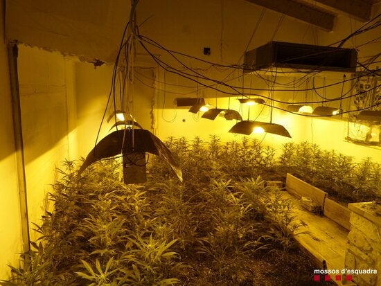¿Per què Catalunya s'ha convertit en un dels principals productors de marihuana a Europa? ¿Per què Catalunya s'ha convertit en un dels principals productors de marihuana a Europa?