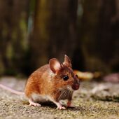 Imagen de un ratón