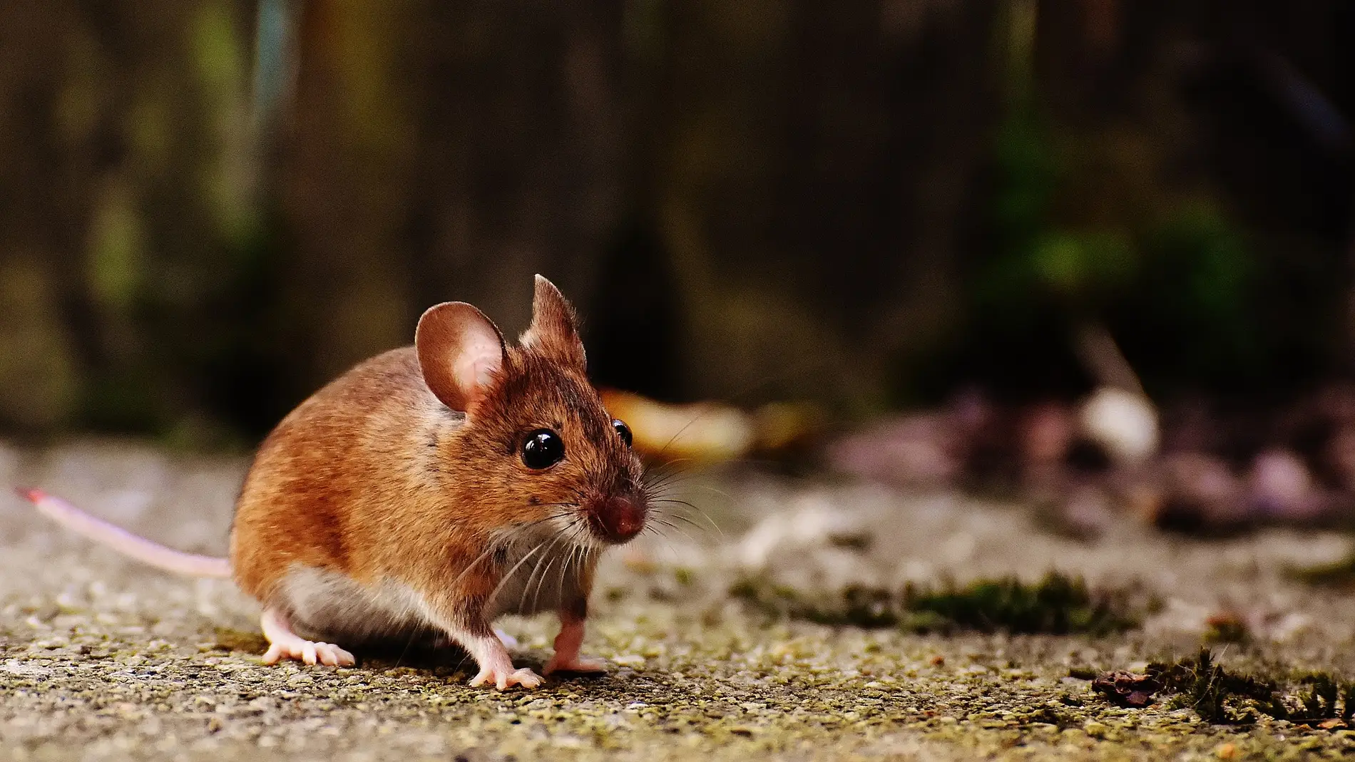 Imagen de un ratón