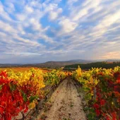 Rioja Alavesa Rioja Alavesa