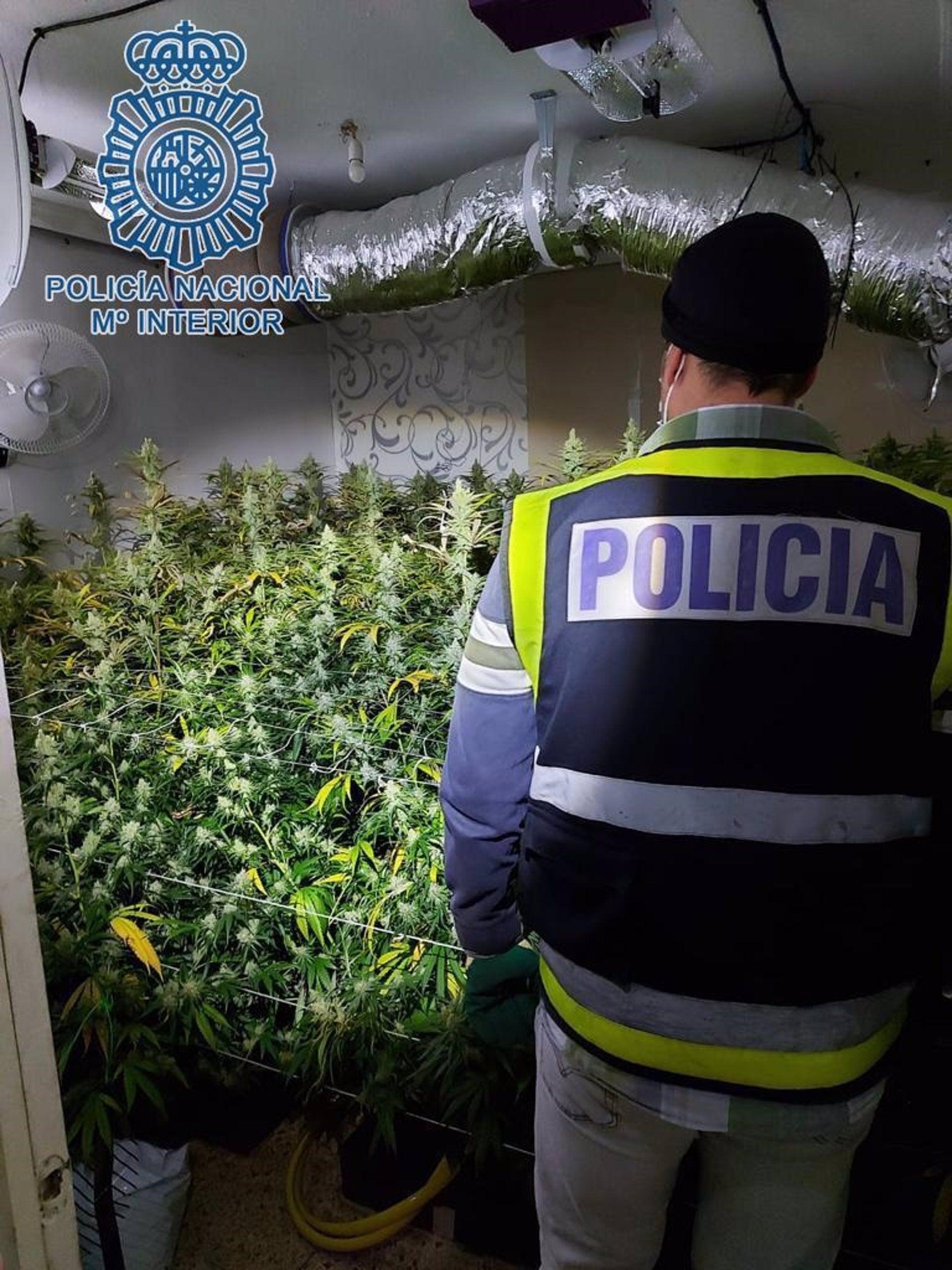 Decomisadas 340 plantas de marihuana y 15 kilos de cogollos tras el incendio declarado en una vivienda del Polígono Sur Decomisadas 340 plantas de marihuana y 15 kilos de cogollos tras el incendio declarado en una vivienda del Polígono Sur