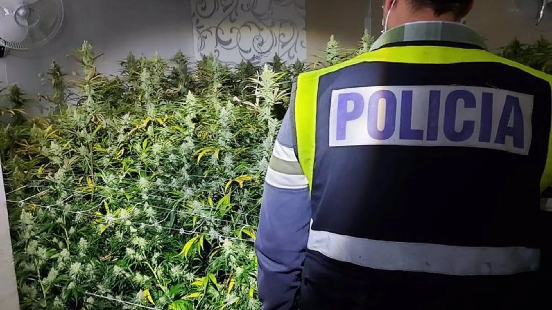 Decomisadas 340 plantas de marihuana y 15 kilos de cogollos tras el incendio declarado en una vivienda del Polígono Sur Decomisadas 340 plantas de marihuana y 15 kilos de cogollos tras el incendio declarado en una vivienda del Polígono Sur