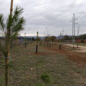 La plantación de 1000 árboles dota a Alcalá de Henares de un nuevo pulmón verde al sur de la A2