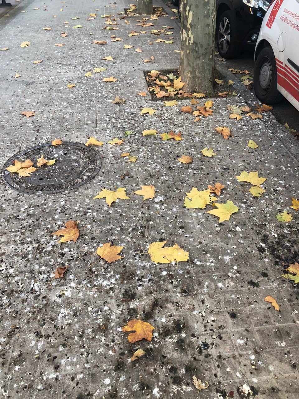 El PP reclama medidas urgentes de limpieza El PP reclama medidas urgentes de limpieza