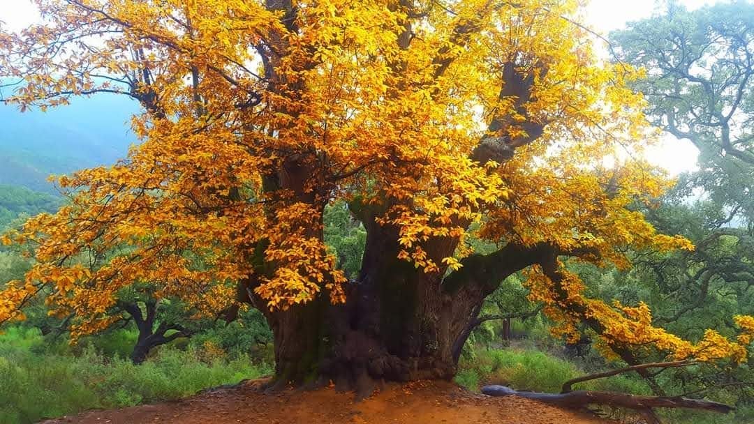 El más viejo del lugar El más viejo del lugar