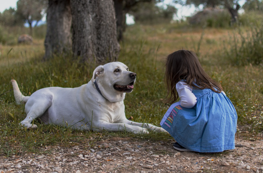 Expertos piden que pueda denegarse la custodia de los hijos a los padres que maltraten a sus mascotas Expertos piden que pueda denegarse la custodia de los hijos a los padres que maltraten a sus mascotas