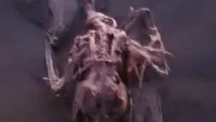Aves muertas en balsas de Zincsa (Torreciega)