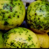 AILIMPO exige a la Comisión Europea que endurezca los requisitos para los limones de Sudáfrica
