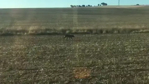 El lobo conquista Valladolid El lobo conquista Valladolid