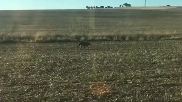 El lobo conquista Valladolid El lobo conquista Valladolid