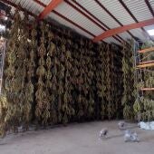 Plantación de marihuana en una de las fincas localizadas