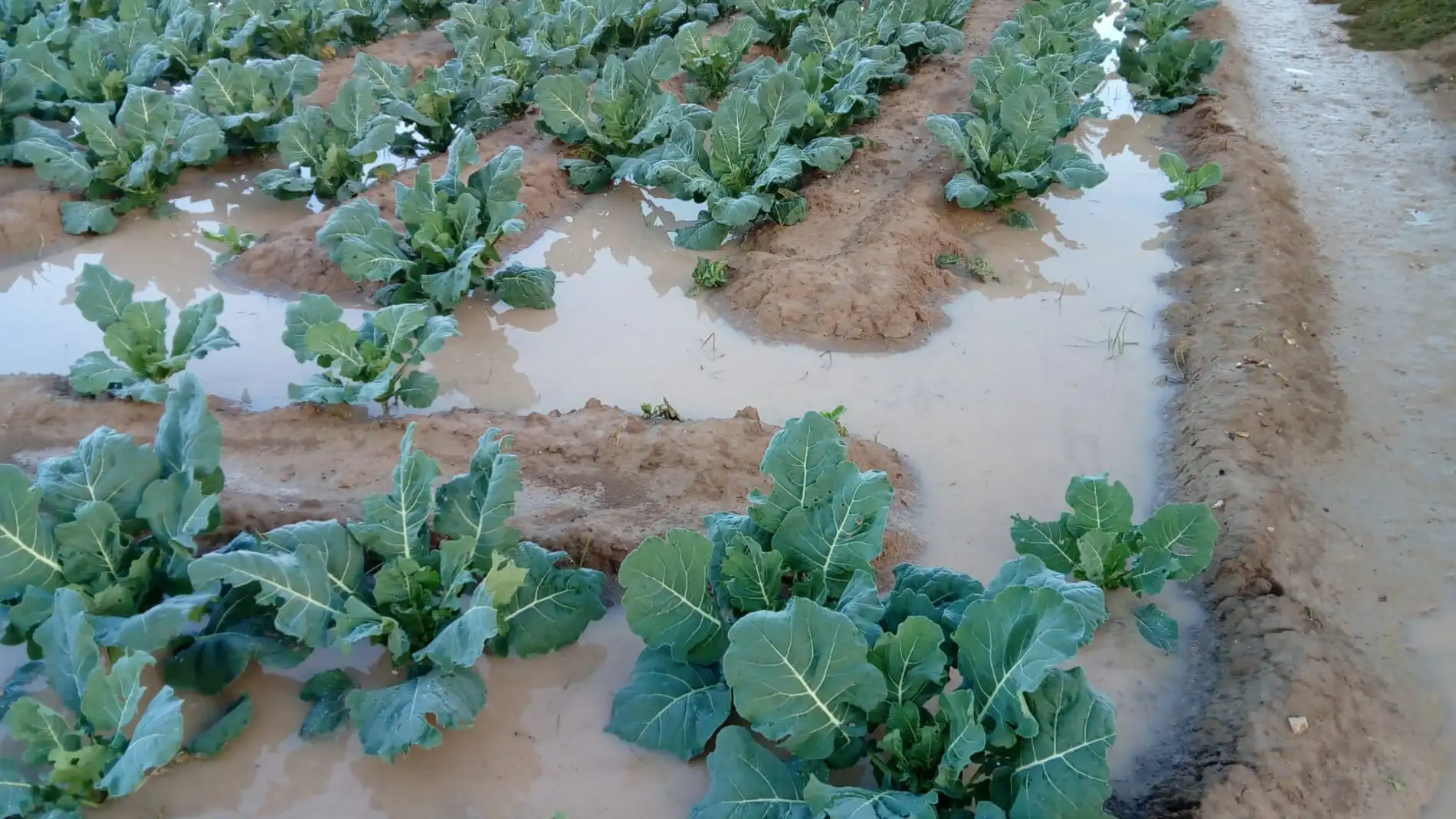 Lluvia acumulada en un cultivo del Camp d'Elx.