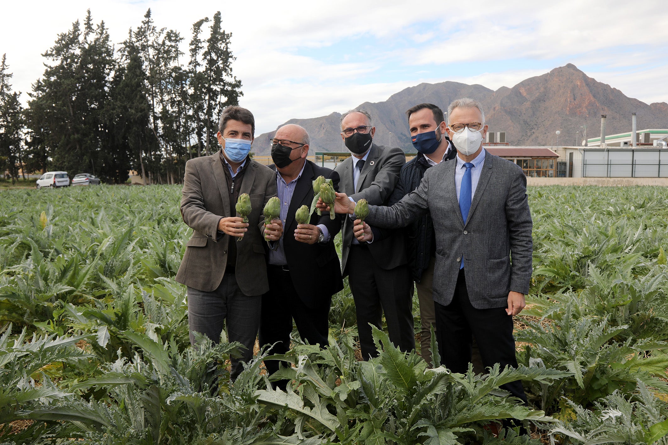 El presidente de la Diputación de Alicante participa en Callosa en el corte simbólico de la primera alcachofa El presidente de la Diputación de Alicante participa en Callosa en el corte simbólico de la primera alcachofa