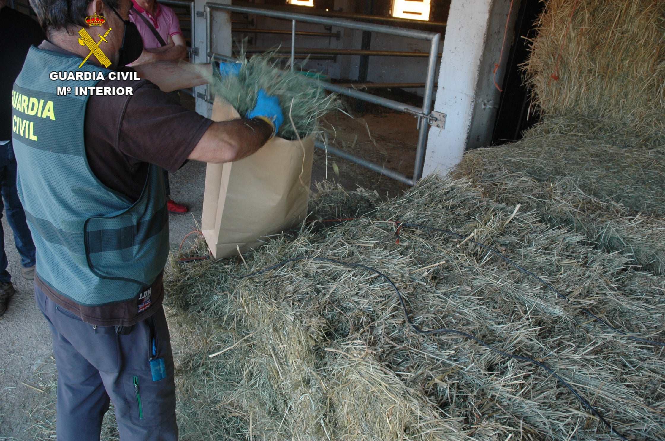 Investigan a a 5 personas por la muerte de un caballo y la indigestión de seis más en Albocacer Investigan a a 5 personas por la muerte de un caballo y la indigestión de seis más en Albocacer