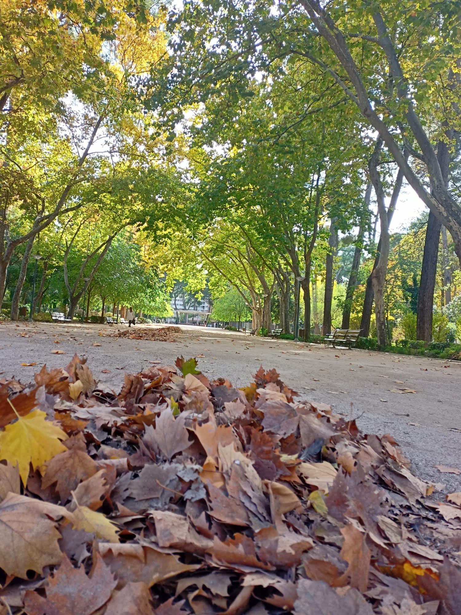 Albacete cierra sus parques ante la previsión por fuertes rachas de viento Albacete cierra sus parques ante la previsión por fuertes rachas de viento