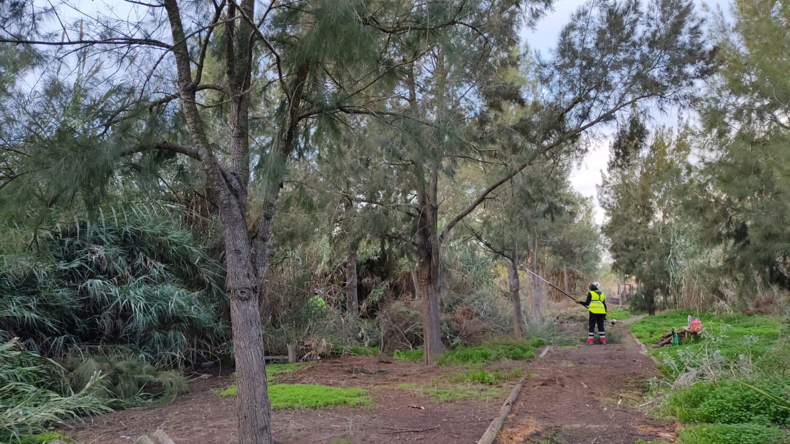 La Confederación Hidrográfica del Segura está realizando labores de acondicionamiento del Río Segura en la Vega Baja La Confederación Hidrográfica del Segura está realizando labores de acondicionamiento del Río Segura en la Vega Baja